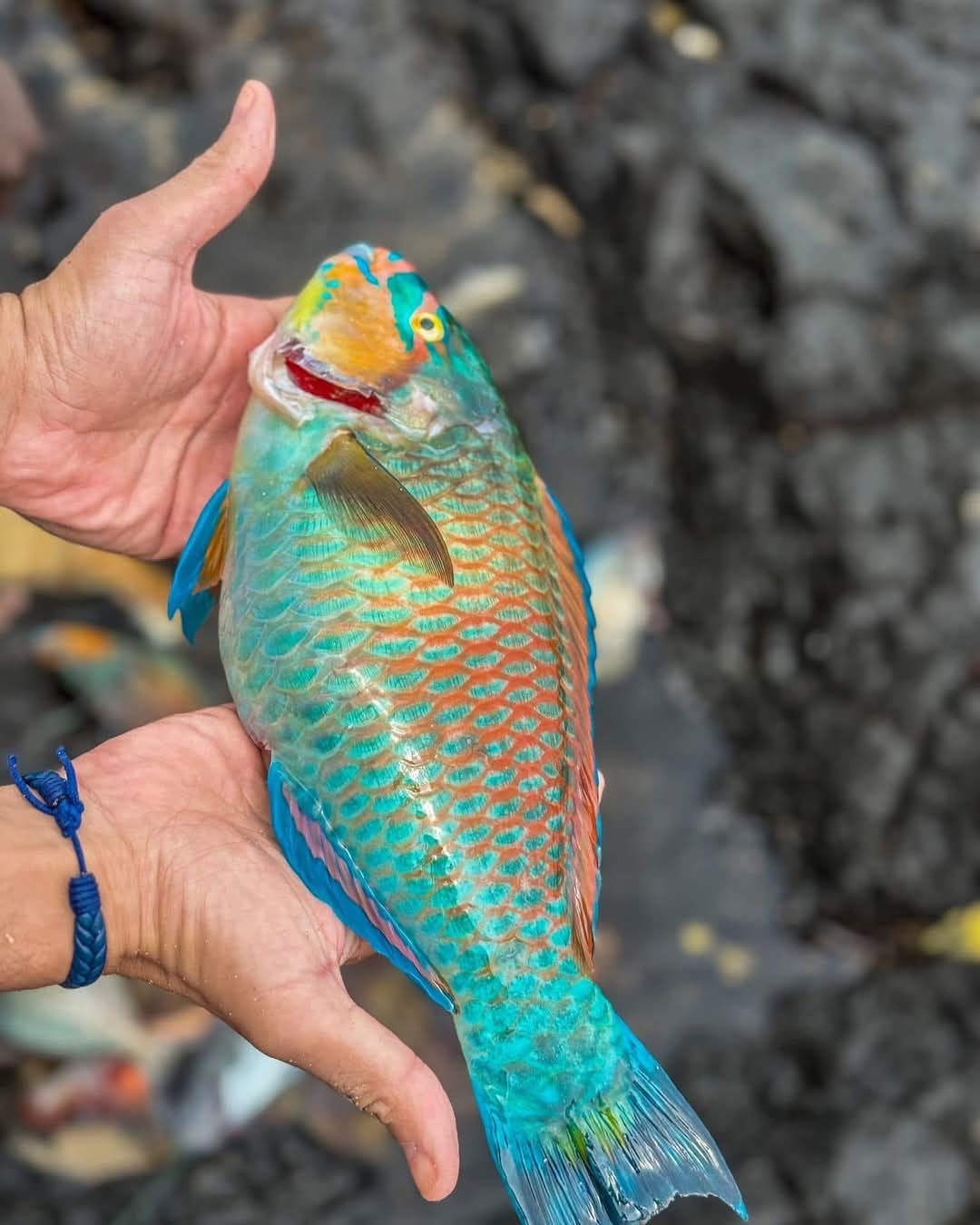 Pesca Desportiva